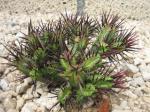 Teufelskaktus - Euphorbia enopla