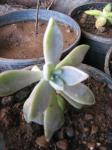 : - Graptopetalum paraguayense