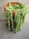 : - Sedum morganianum