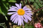 Frühsommer-Aster - Aster tongolensis