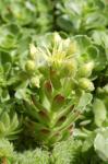 Hauswurz - Sempervivum ciliosum