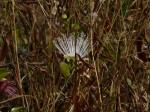 : - Capparis zeylanica