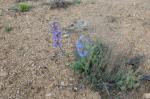 : - Penstemon pachyphyllus