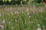 Gewundener Knöterich - Polygonum bistorta