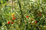 Wildtomate - Solanum pimpinellifolium