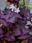 : - Oxalis triangularis