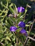 : - Periandra mediterranea
