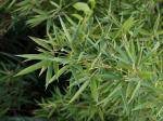Goldrohrbambus - Phyllostachys aurea