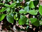 : - Psychotria prunifolia