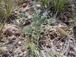 : - Astragalus missouriensis