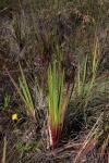 : - Xyris laxifolia