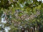 : - Dalbergia lanceolaria subsp. lanceolaria
