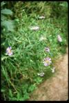 : - Symphyotrichum ciliolatum
