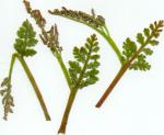 Ästige Mondraute - Botrychium matricariifolium