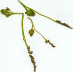 Einfache Mondraute - Botrychium simplex
