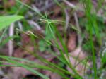 : - Carex novae-angliae