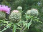 : - Cirsium altissimum