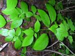 Wechselblättriger Hartriegel - Cornus alternifolia