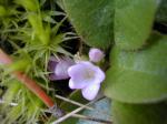 Amerikanische Maiblume - Epigaea repens
