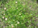 : - Geranium bicknellii