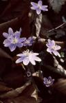 : - Hepatica nobilis var. obtusa