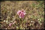 Lorbeerrose - Kalmia polifolia