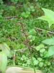 Kleines Zweiblatt-Neottia cordata