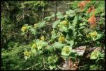 : - Lonicera hirsuta