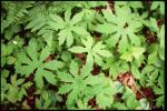 Arktischer Pestwurz - Petasites frigidus