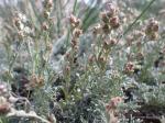 : - Artemisia pedatifida