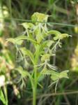 : - Platanthera lacera