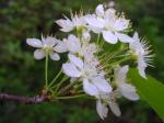 Feuer-Kirsche - Prunus pensylvanica