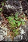 : - Cylactis pubescens