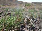 Dach-Trespe - Bromus tectorum