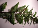 :-Asplenium polyodon