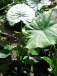 : - Alocasia odora