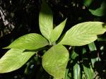 : - Aphelandra sinclairiana