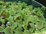 : - Azolla pinnata