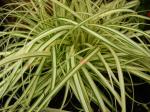 : - Carex hachijoensis