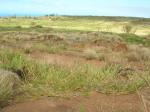 : - Cenchrus agrimonioides