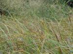 Flaschen-Segge - Carex utriculata