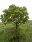 Campherbaum - Cinnamomum camphora