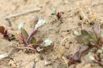 : - Angianthus preissianus