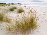 : - Austrofestuca littoralis