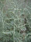 Strand-Beifuß - Artemisia maritima