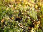 Kaktusmoos - Campylopus introflexus