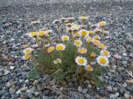 : - Erigeron compositus