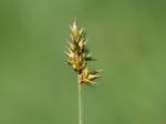 Pairas Segge - Carex pairae