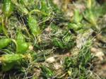 Polster-Kissenmoos - Grimmia pulvinata