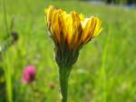 Gewöhnliches Ferkelkraut - Hypochaeris radicata